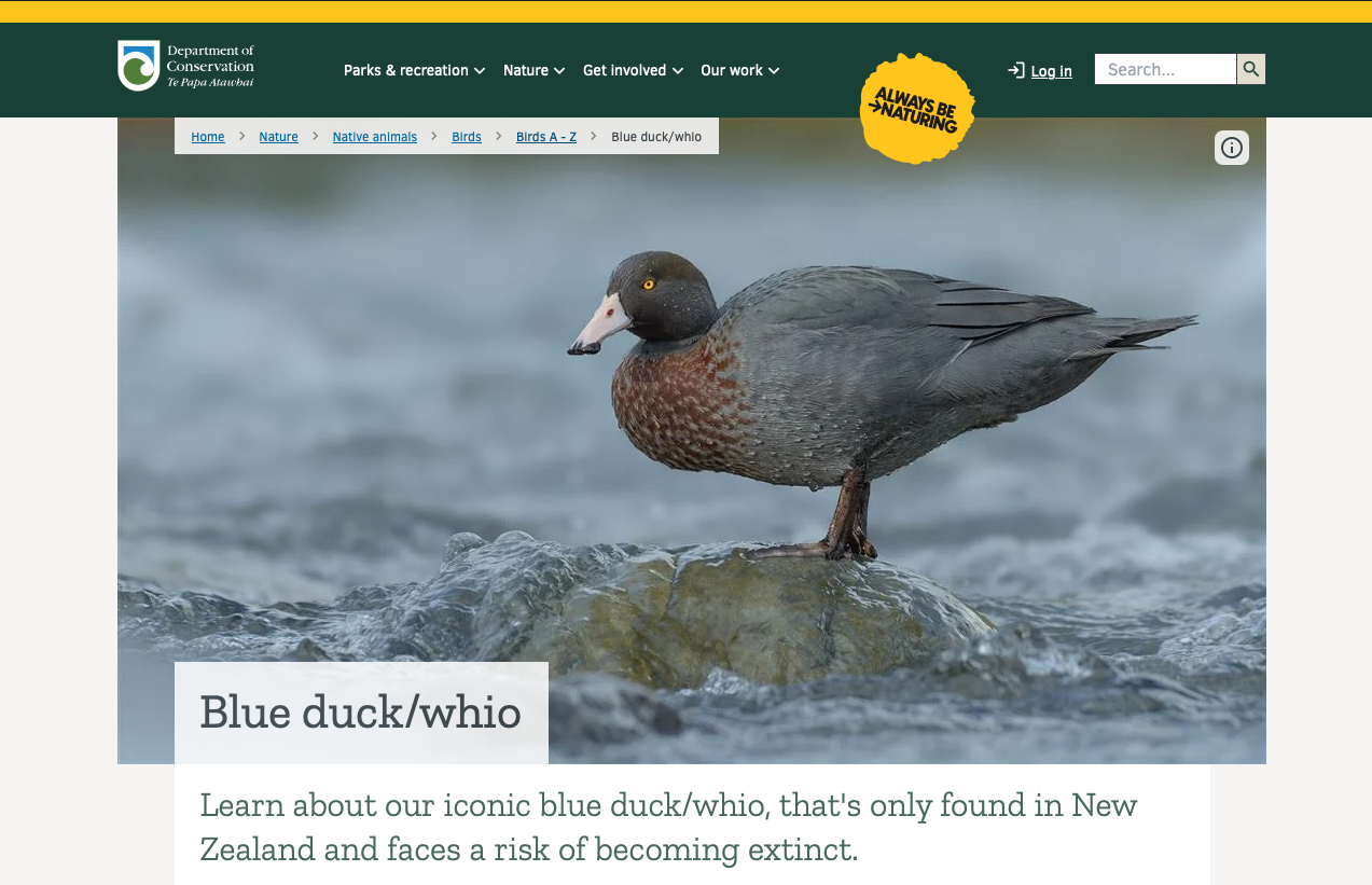 A screenshot showing my photo of the New Zealand Blue Duck (Whio) featured as the hero image on the Department of Conservation (DOC) website.